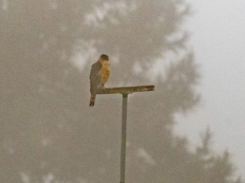 Cooper's Hawk - James Kendall