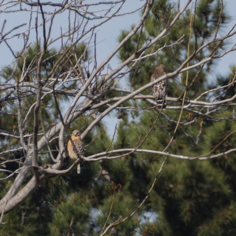 Red-shouldered Hawk - James Kendall