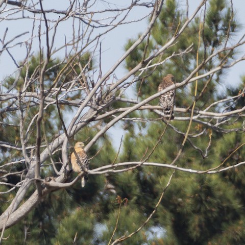 Red-shouldered Hawk - James Kendall