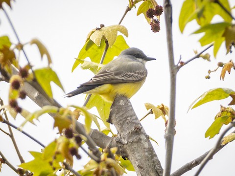 Cassin's Kingbird - James Kendall