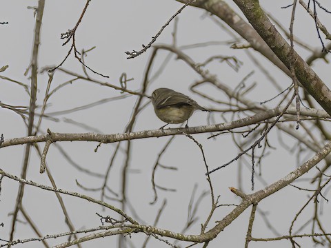 Ruby-crowned Kinglet - James Kendall