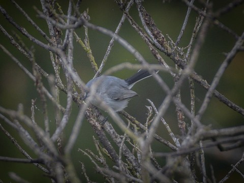 Blue-gray Gnatcatcher - James Kendall