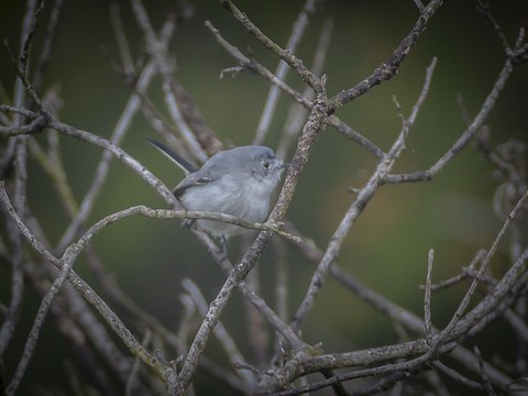 Blue-gray Gnatcatcher - James Kendall