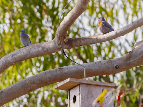 Western Bluebird - James Kendall
