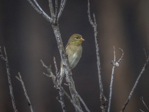 American Goldfinch - James Kendall