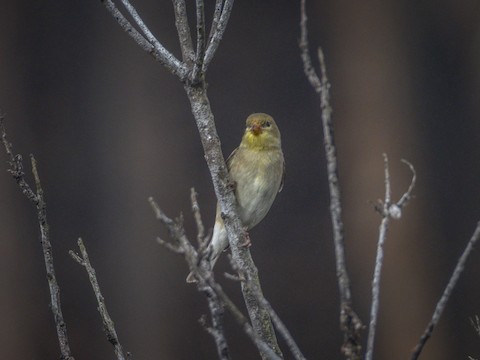 American Goldfinch - James Kendall