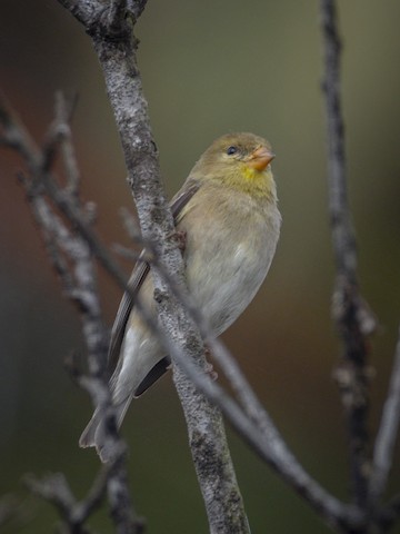 American Goldfinch - James Kendall