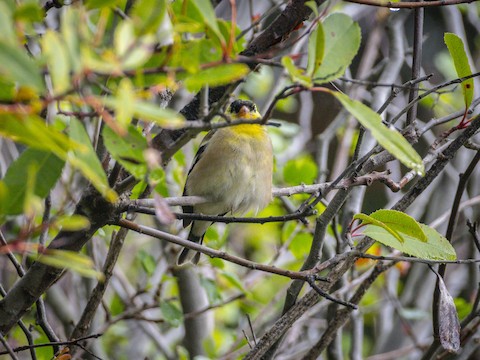 American Goldfinch - James Kendall