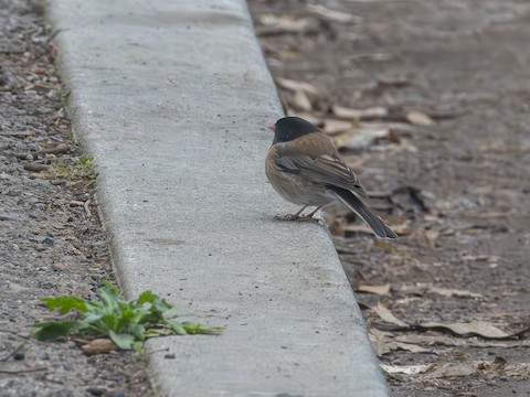 Dark-eyed Junco - James Kendall