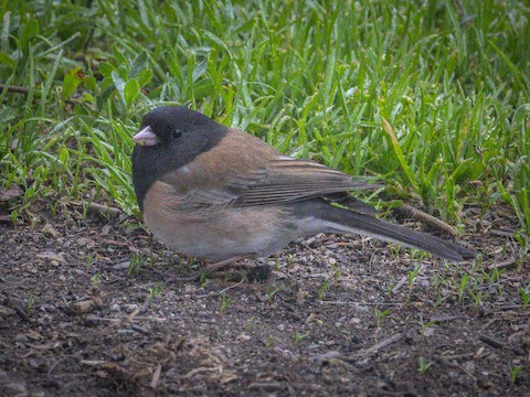 Dark-eyed Junco - James Kendall