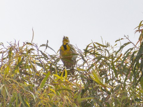 Western Meadowlark - James Kendall