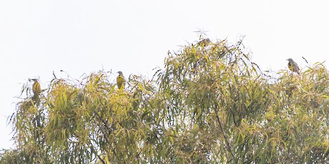 Western Meadowlark - James Kendall