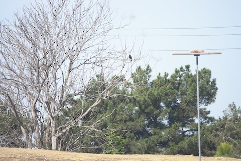 Red-shouldered Hawk - Brian Bleecker