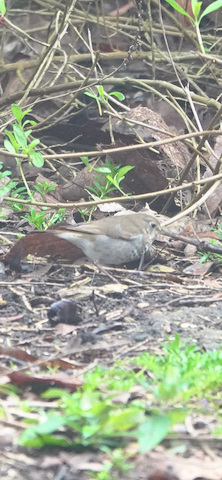 Hermit Thrush - Brian Bleecker