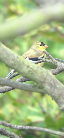 American Goldfinch - Brian Bleecker
