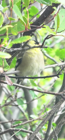American Goldfinch - Brian Bleecker