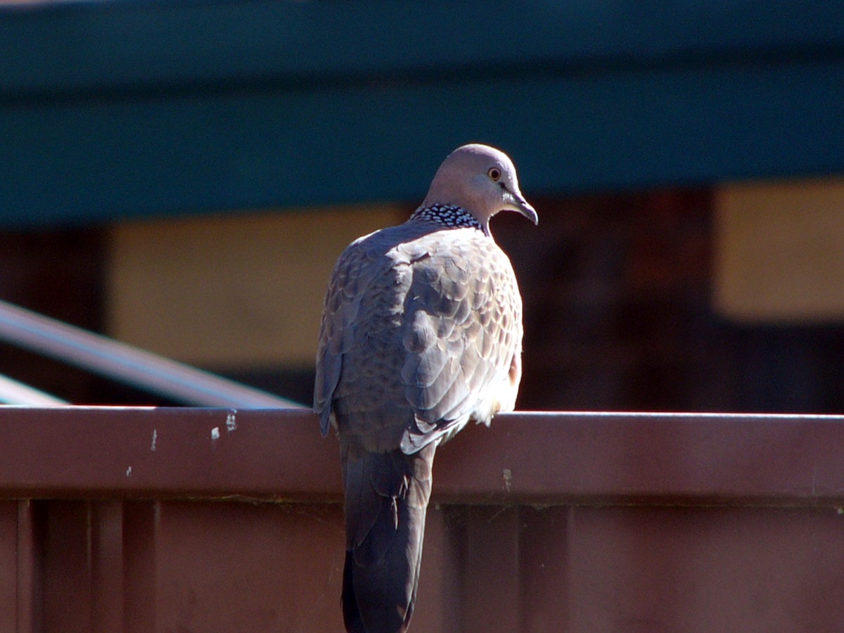 Spotted Dove - ML63138261