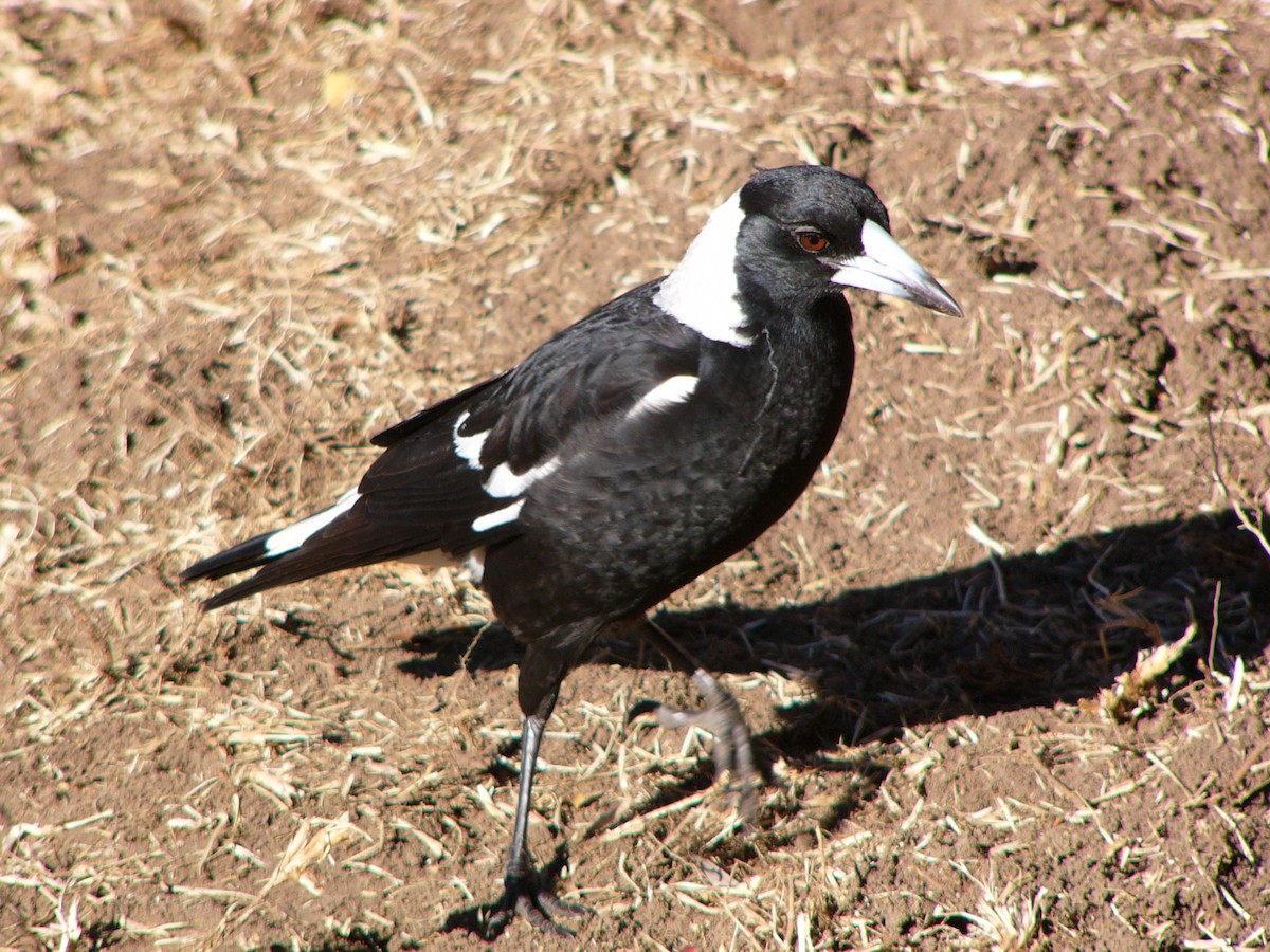 Australian Magpie (Black-backed) - ML63138321