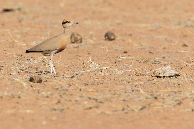Adult with the typical silvery white legs. - Temminck's Courser - 