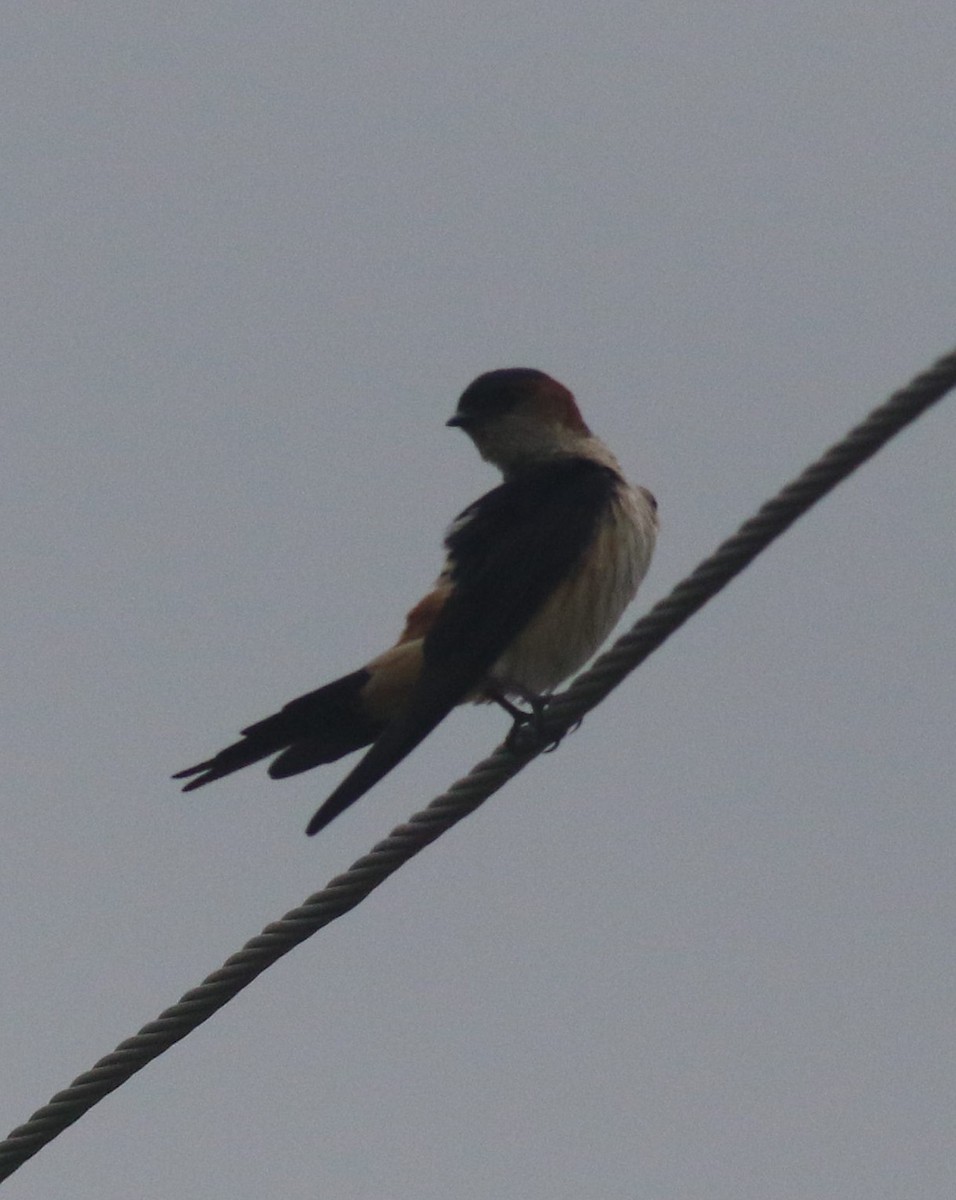 Red-rumped Swallow - ML63143271