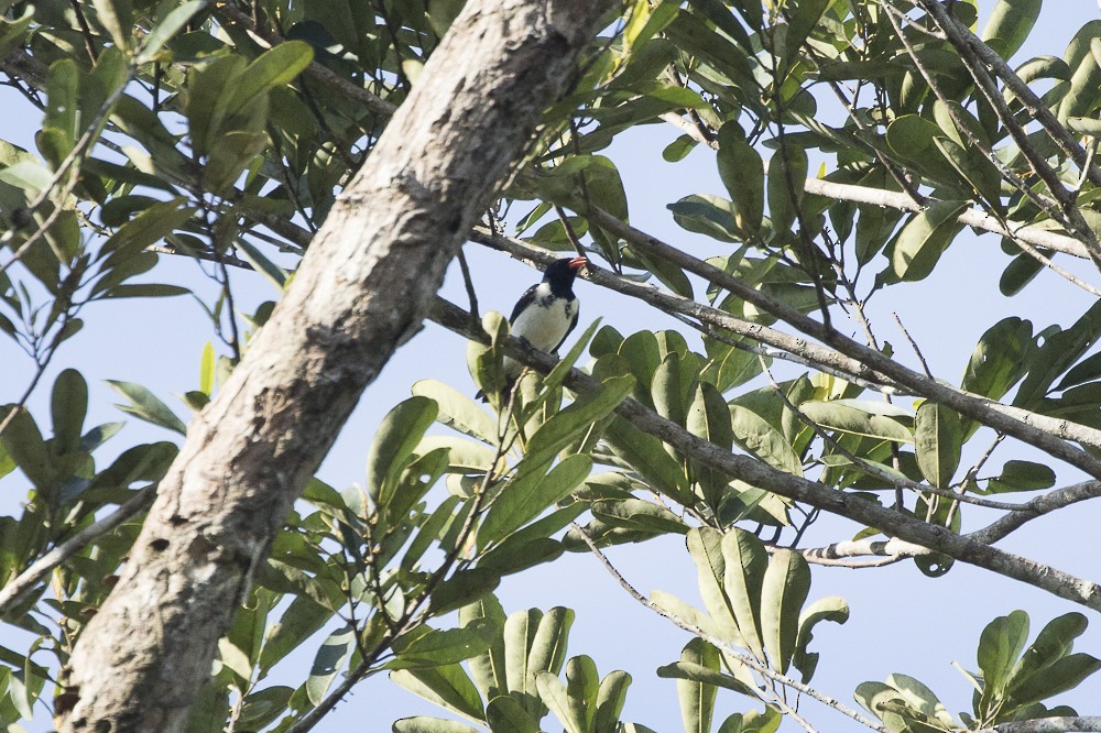 Red-billed Pied Tanager - ML63145861