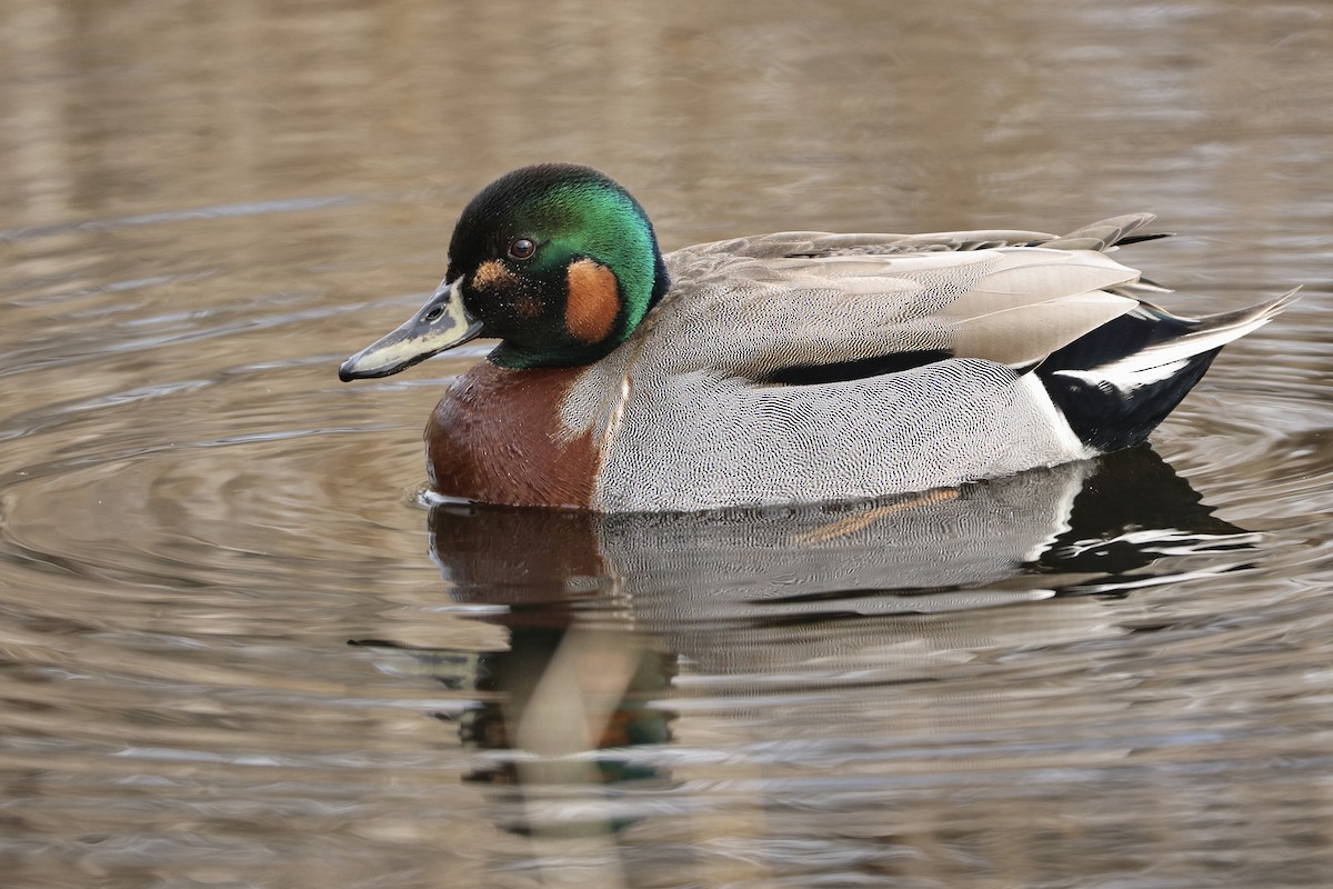雑種 マガモ x コガモ - eBird
