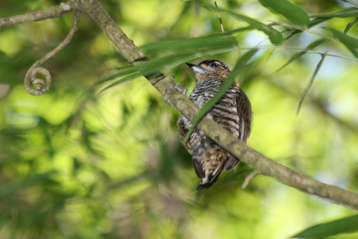 Ochre-collared Piculet - ML63152041