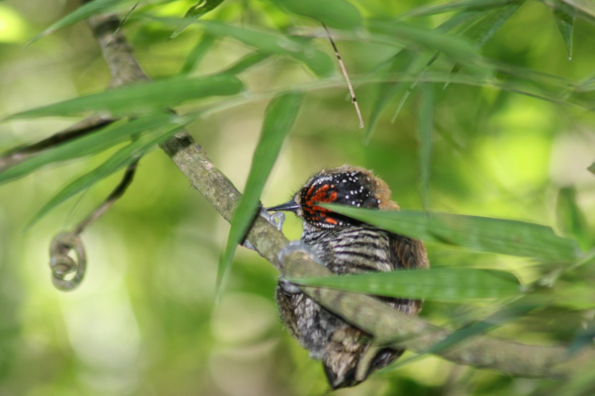 Ochre-collared Piculet - ML63152091