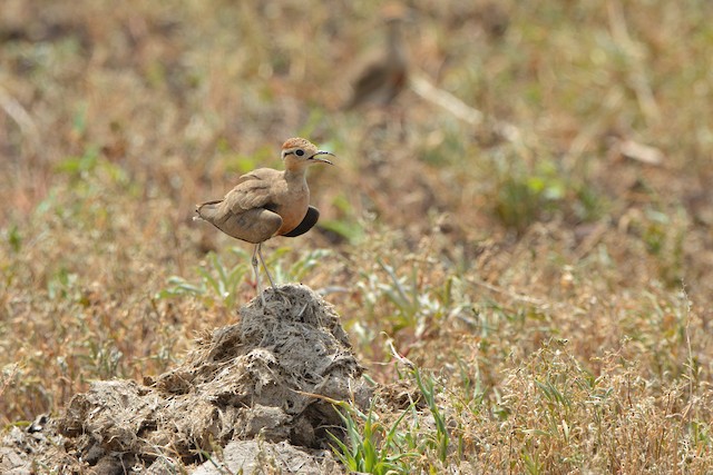 Temperature regulation. - Temminck's Courser - 