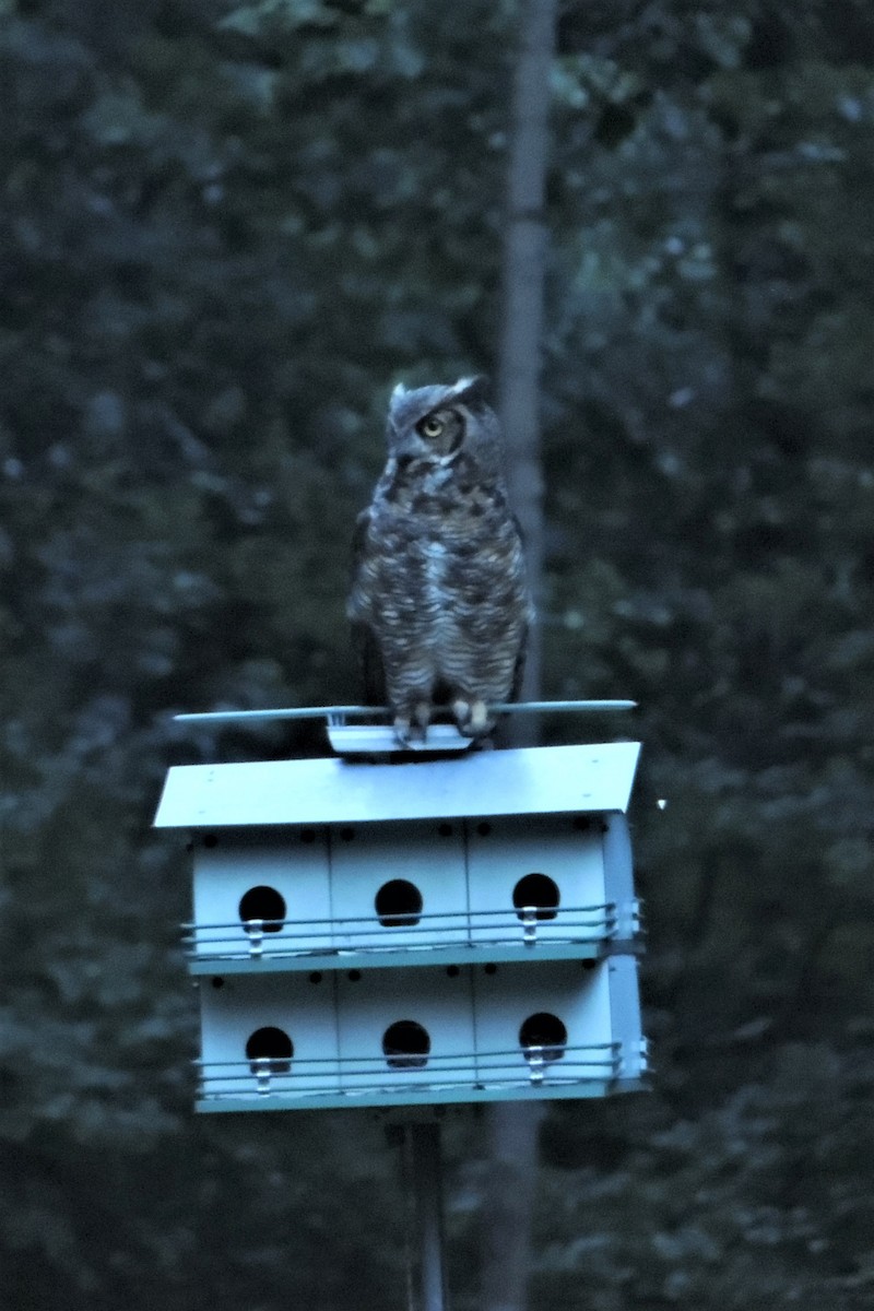 Great Horned Owl - ML63159041
