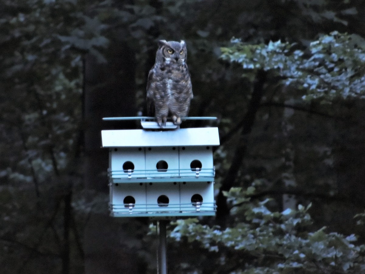 Great Horned Owl - ML63159051