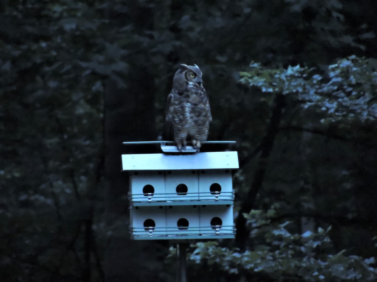 Great Horned Owl - ML63159061