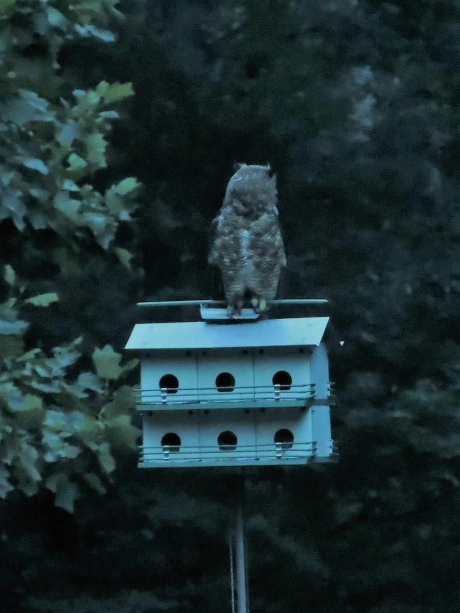 Great Horned Owl - ML63159071