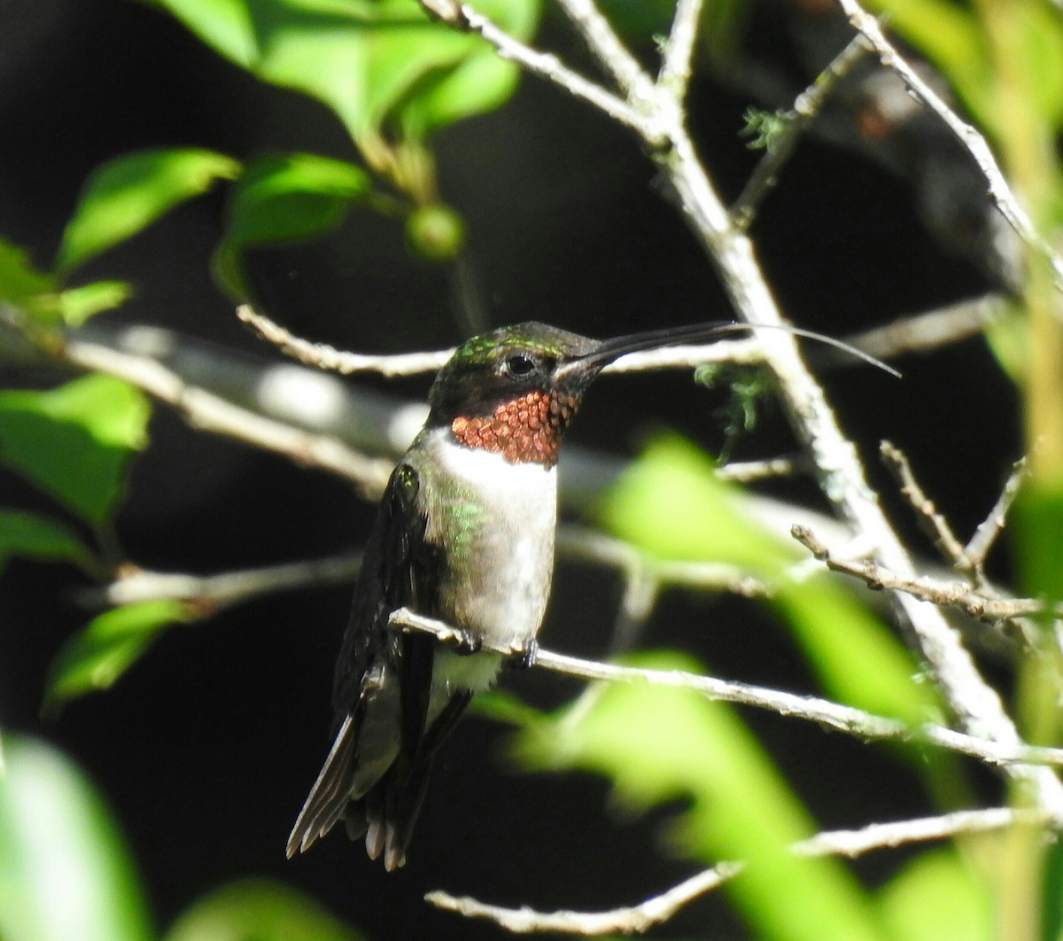 Ruby-throated Hummingbird - ML63160601