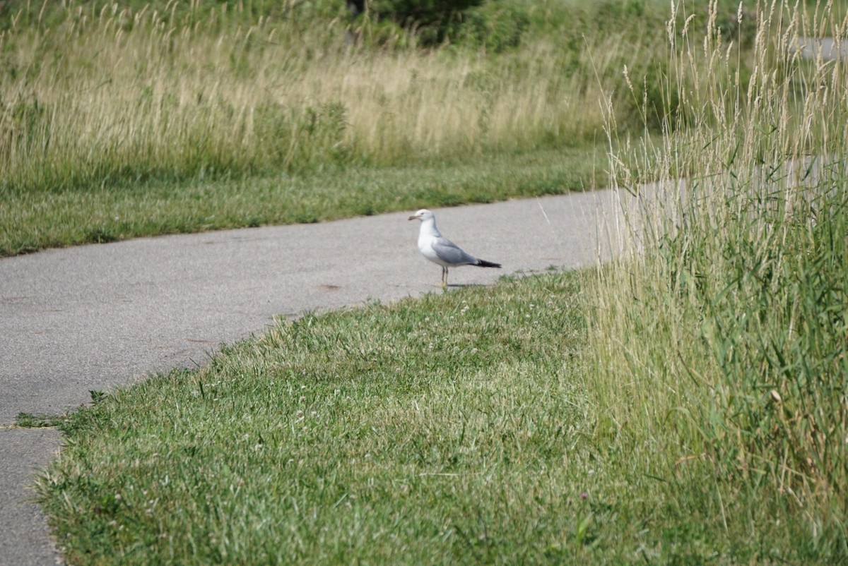Ring-billed Gull - Molly A. Hirst 🐑