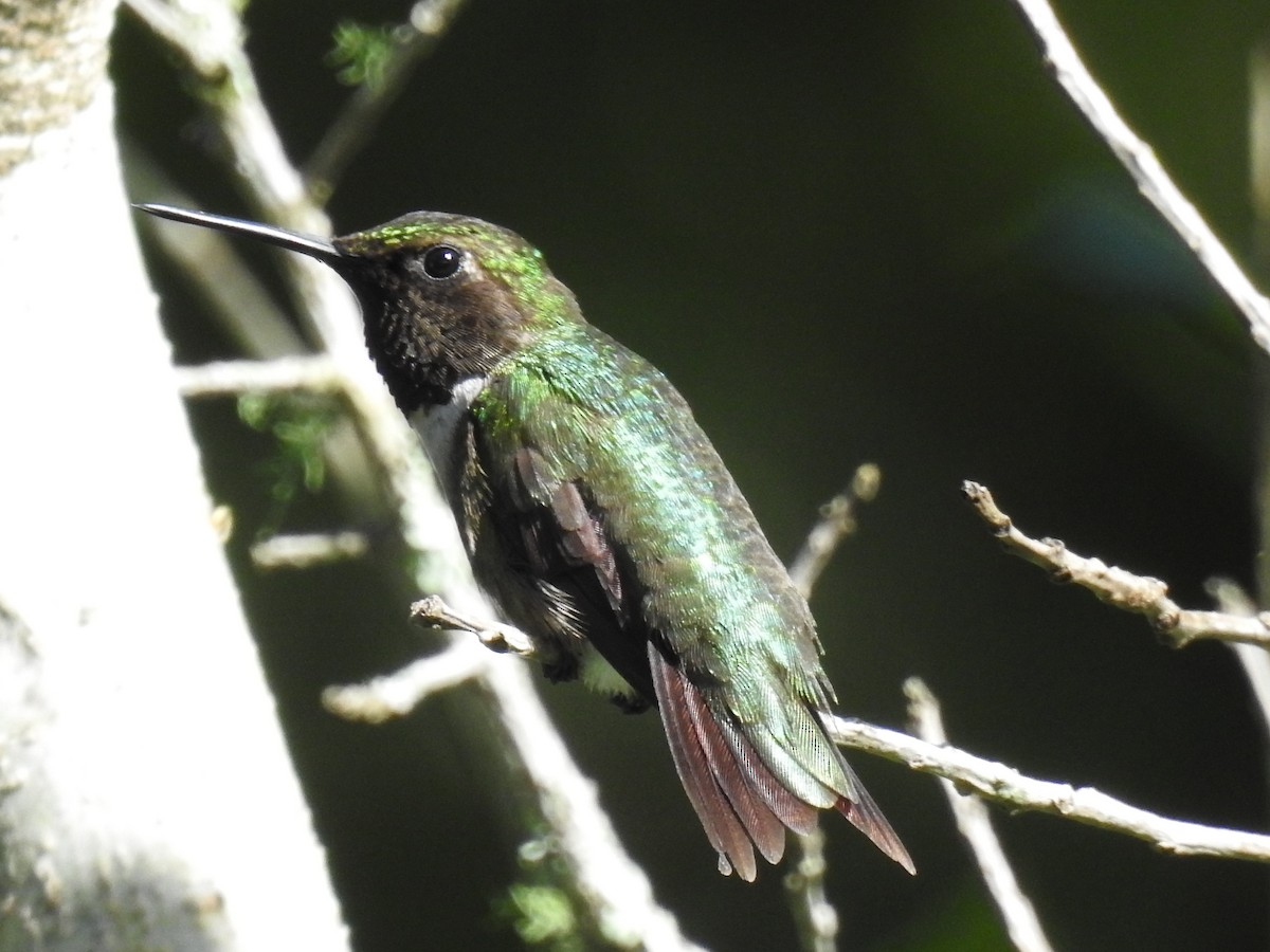 Ruby-throated Hummingbird - ML63161421