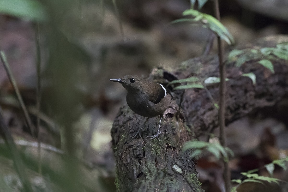Wing-banded Wren - Silvia Faustino Linhares