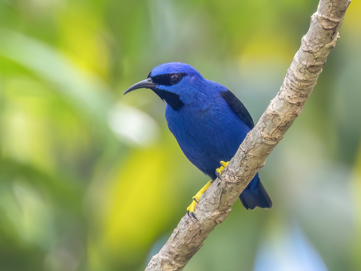 Purple Honeycreeper - Cyanerpes caeruleus - Birds of the World 