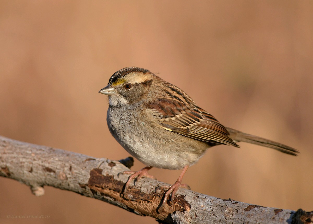 White-throated Sparrow - Daniel Irons