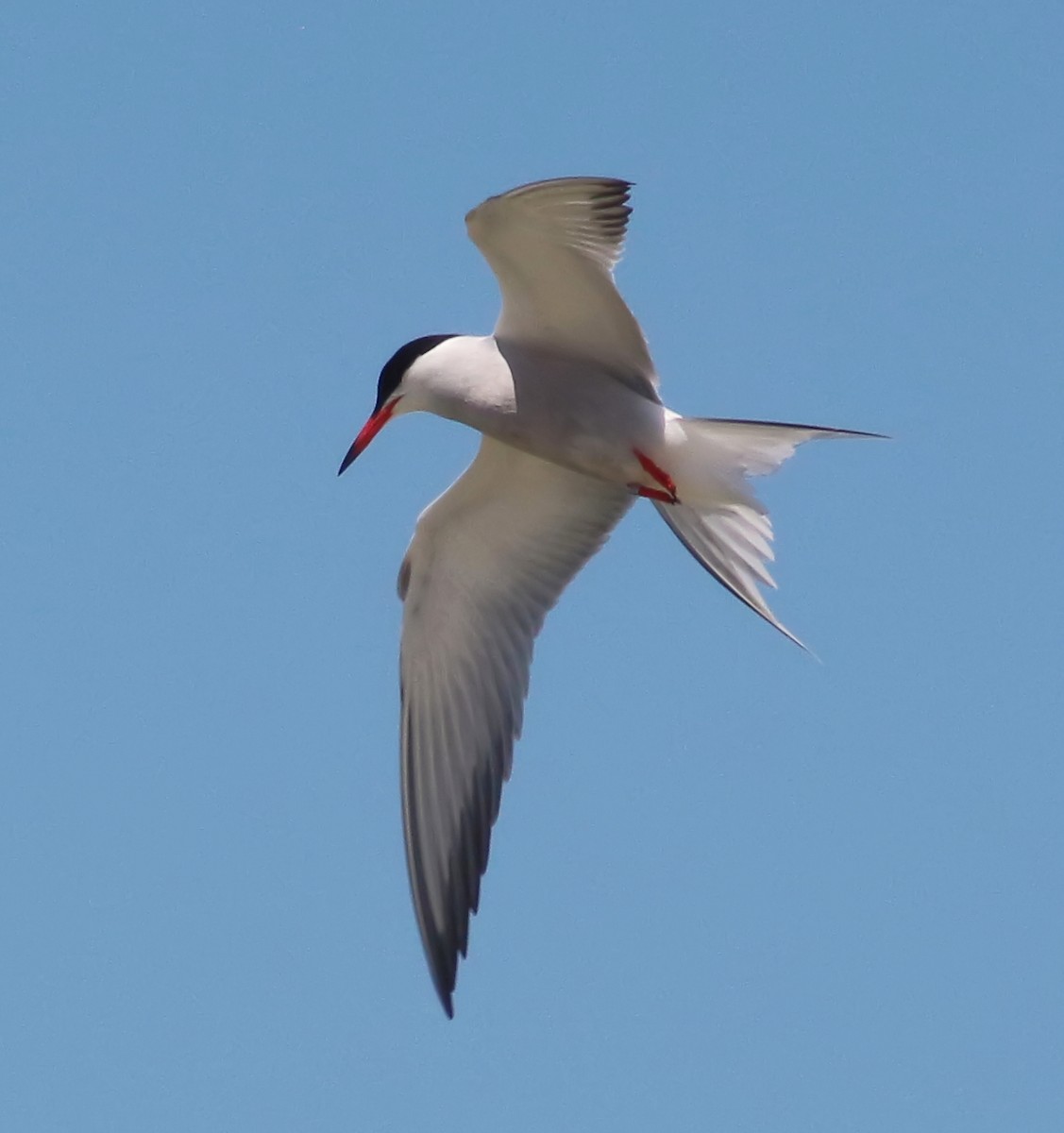 Common Tern - ML63171291