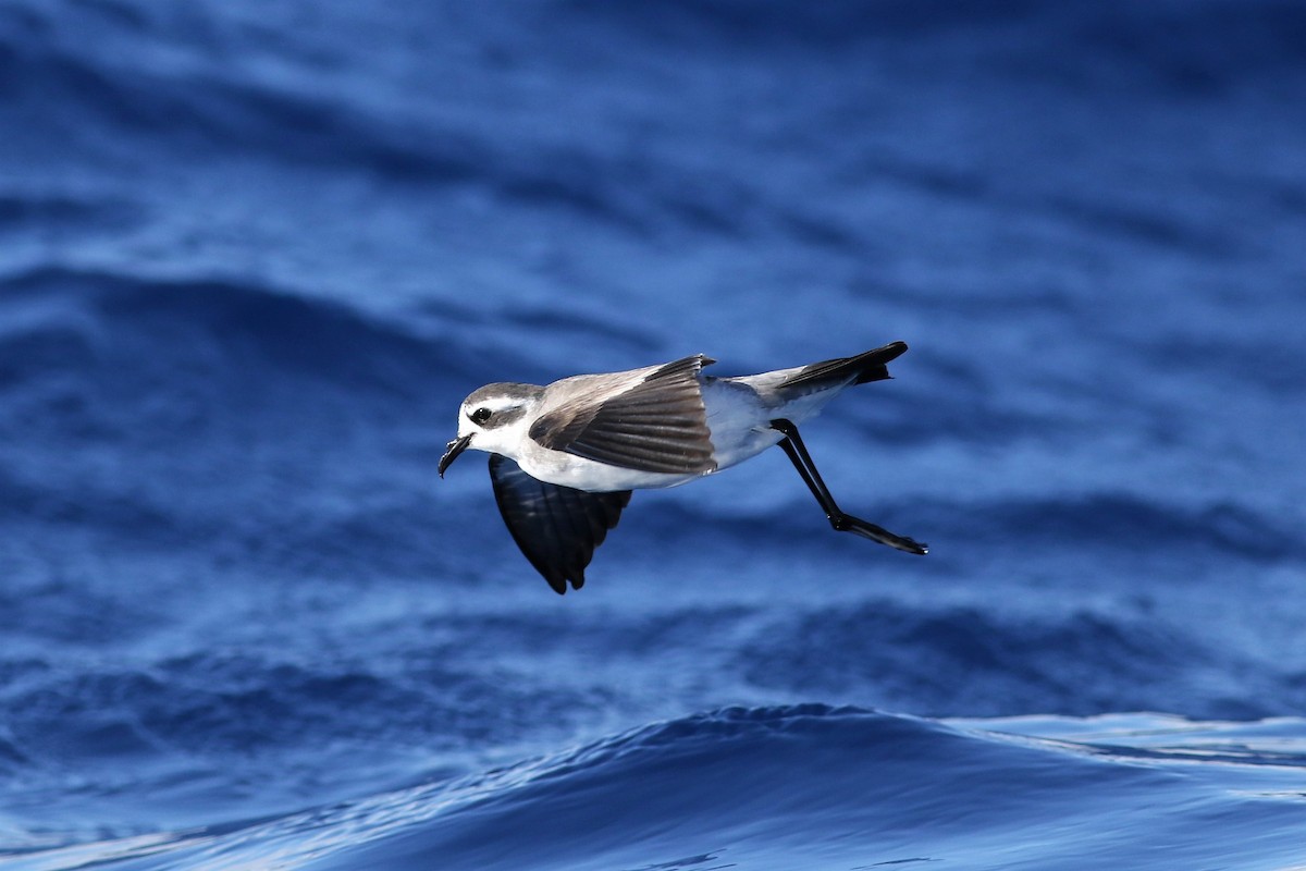 White-faced Storm-Petrel - ML63173651