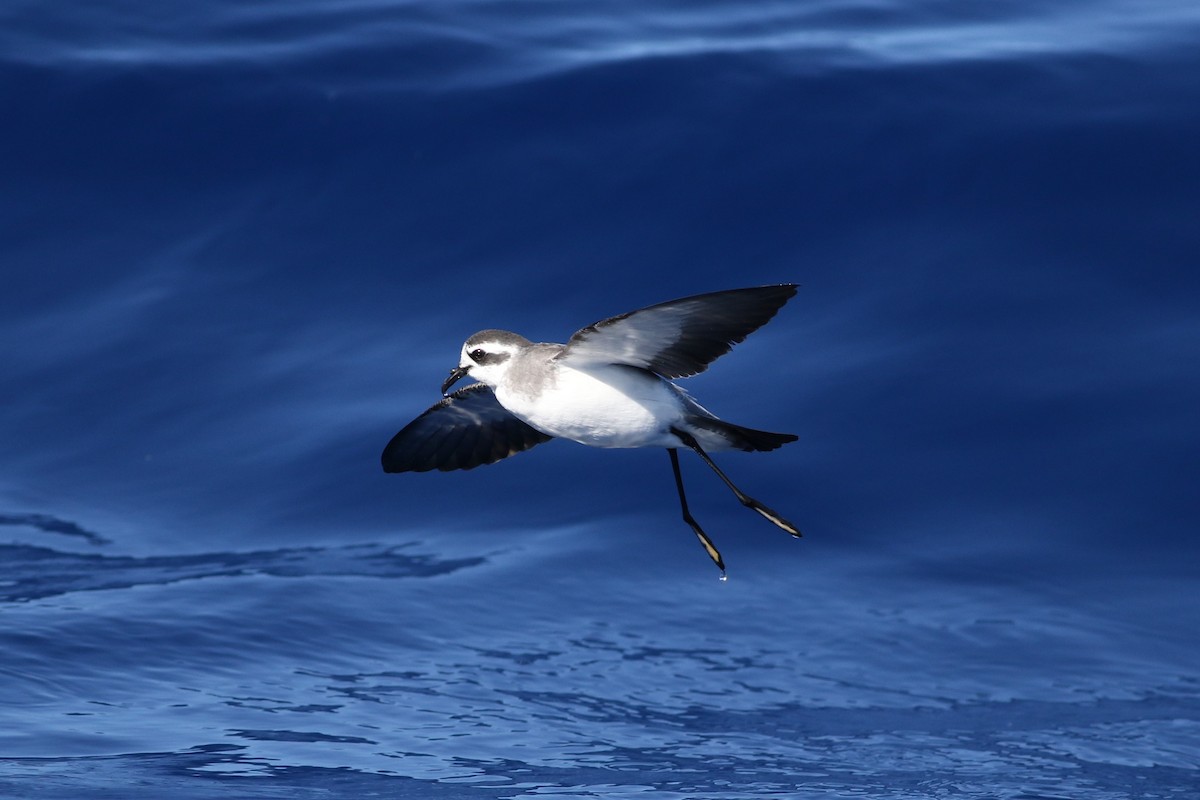 White-faced Storm-Petrel - ML63173661