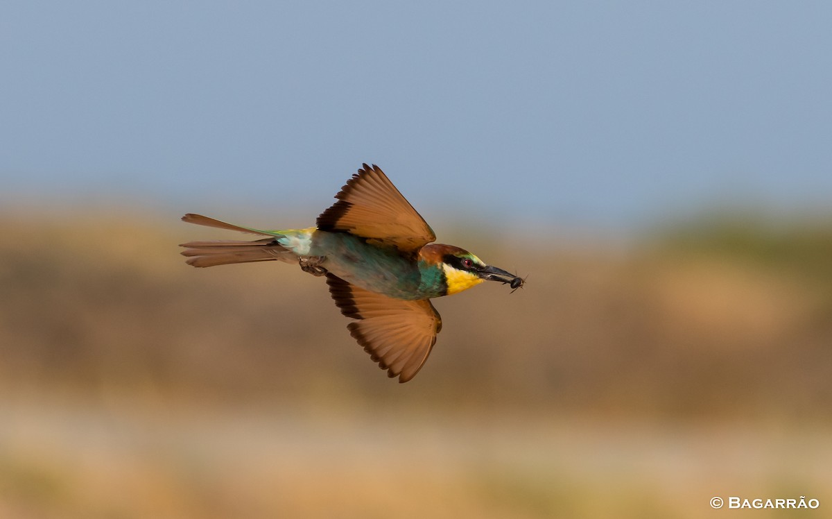 European Bee-eater - Renato Bagarrão