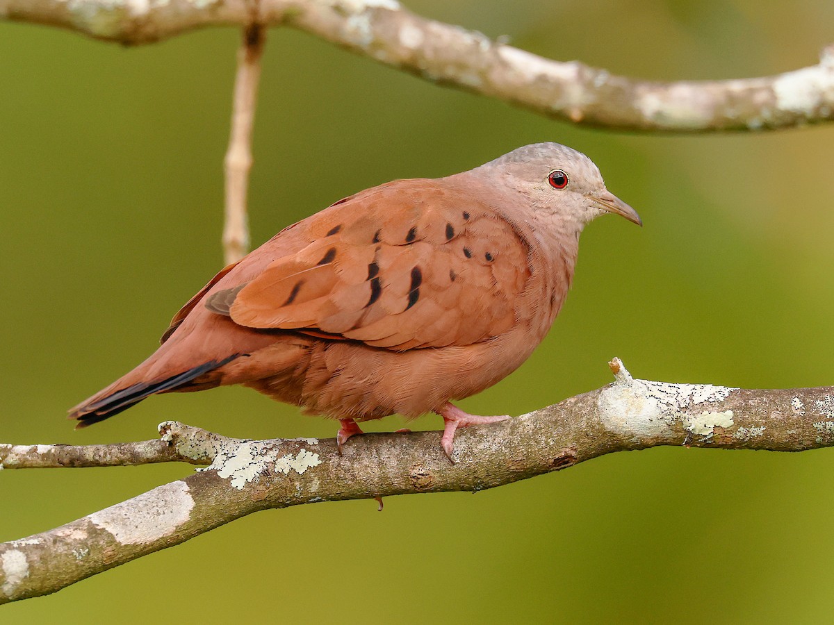 Ruddy Ground Dove Columbina Talpacoti Birds Of The World