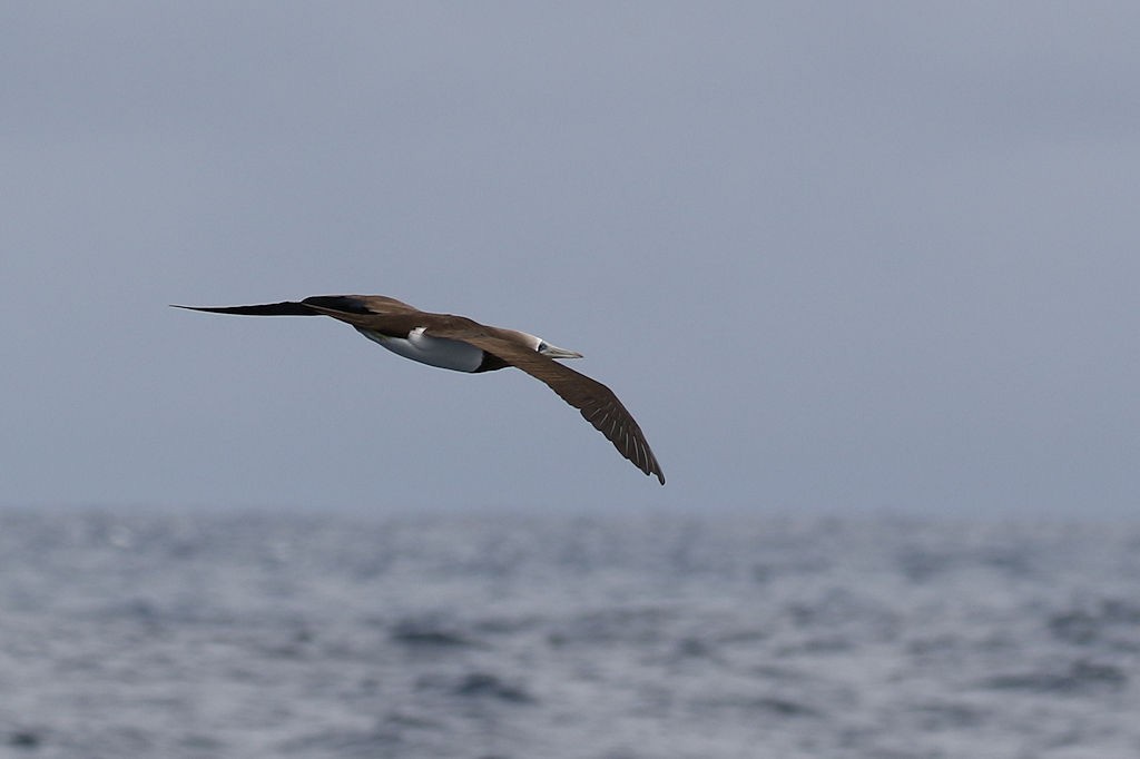 Brown Booby - ML63176471