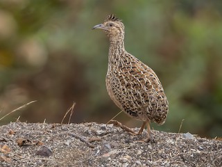 - Andean Tinamou