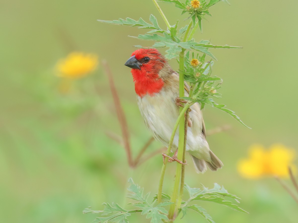 Cardinal Quelea - Quelea cardinalis - Birds of the World