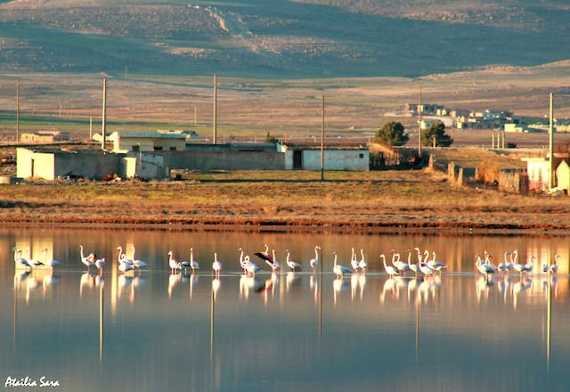 Greater Flamingo winters in inland marshes in Algeria; Khenchela, Algeria. - Greater Flamingo - 