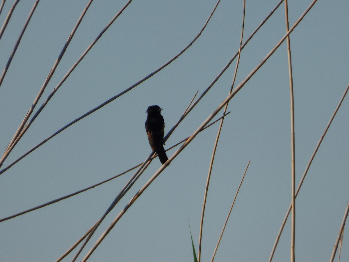 Fan-tailed Widowbird - Bill Crins