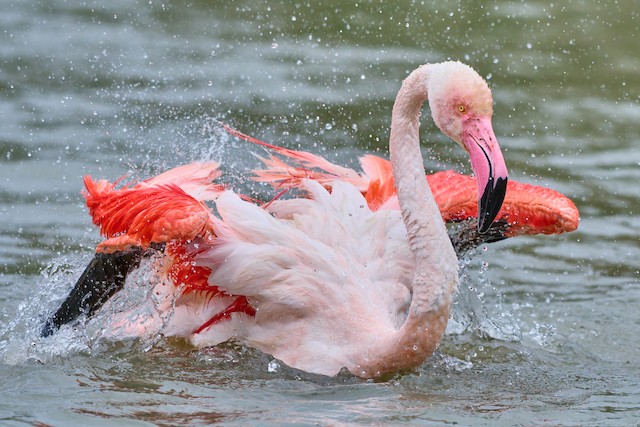 Greater Flamingo ML631795755